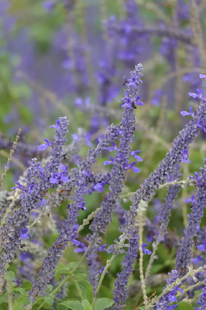 Adelaide, Australien - Photo 4