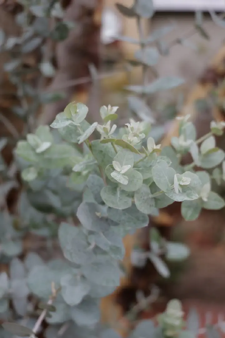 Adelaide, Australien - Photo 5