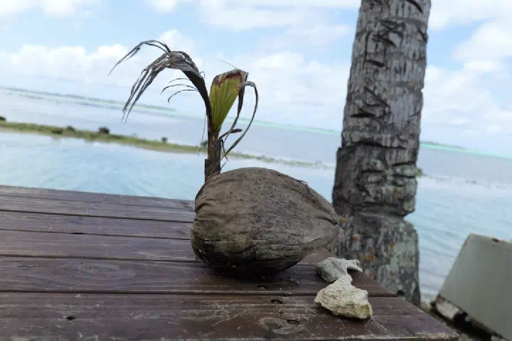 Aitutaki, Cookinseln - Photo 7
