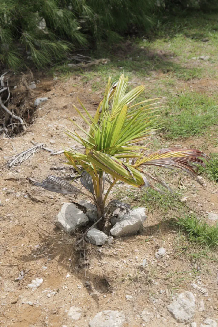 Aitutaki, Cookinseln - Photo 9