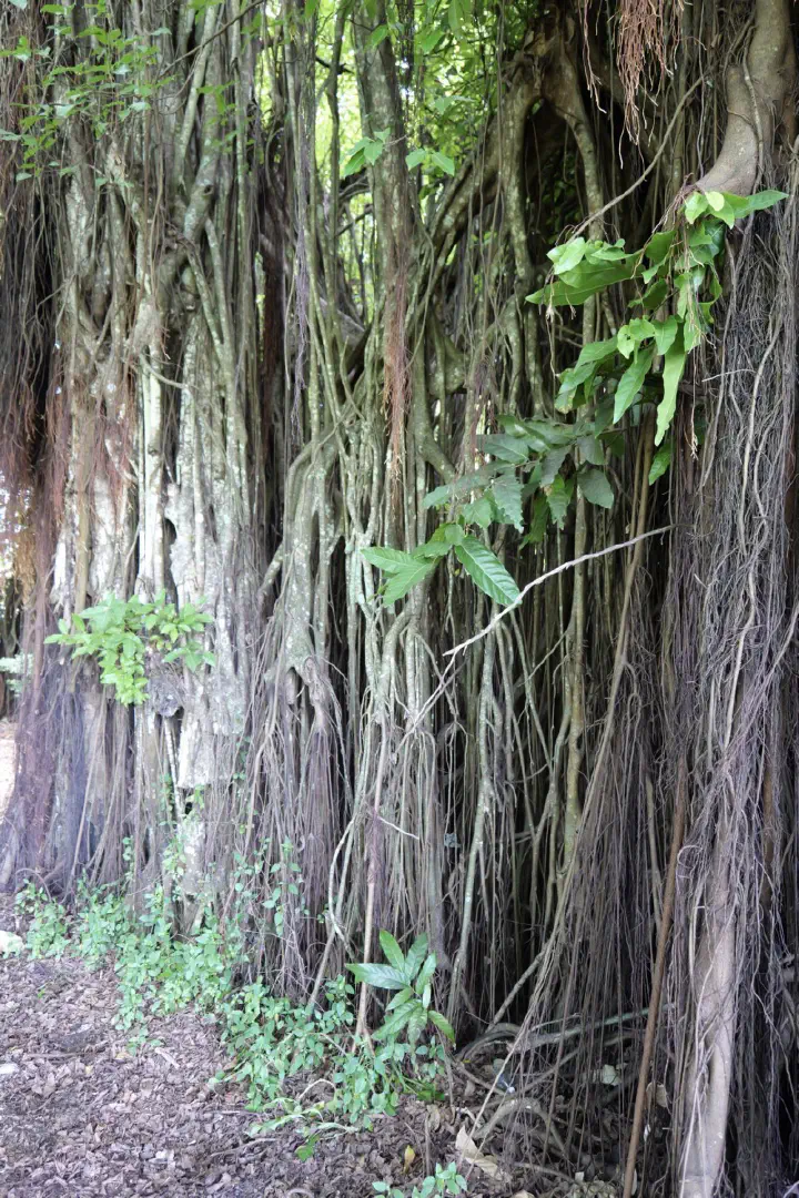 Aitutaki, Cookinseln - Photo 13