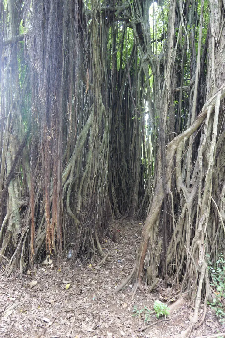 Aitutaki, Cookinseln - Photo 14