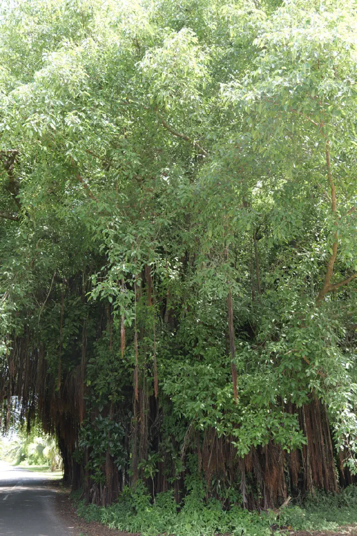 Aitutaki, Cookinseln - Photo 17