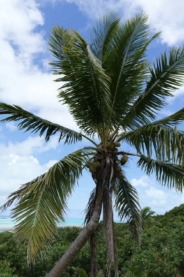 Aitutaki, Cookinseln - Photo 21