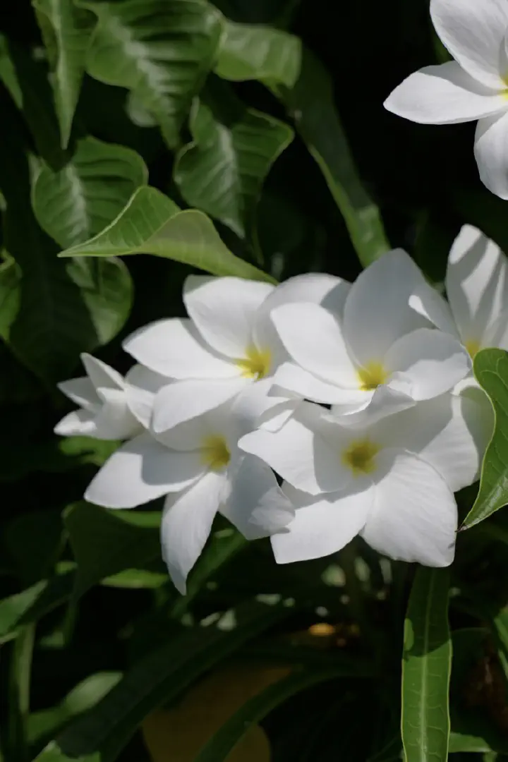 Aitutaki, Cookinseln - Photo 23
