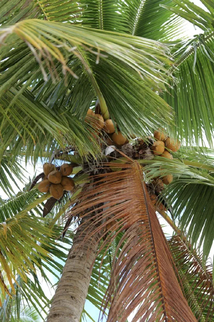 Aitutaki, Cookinseln - Photo 27