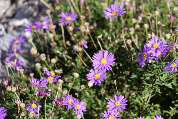 Albany, Australien - Photo 10