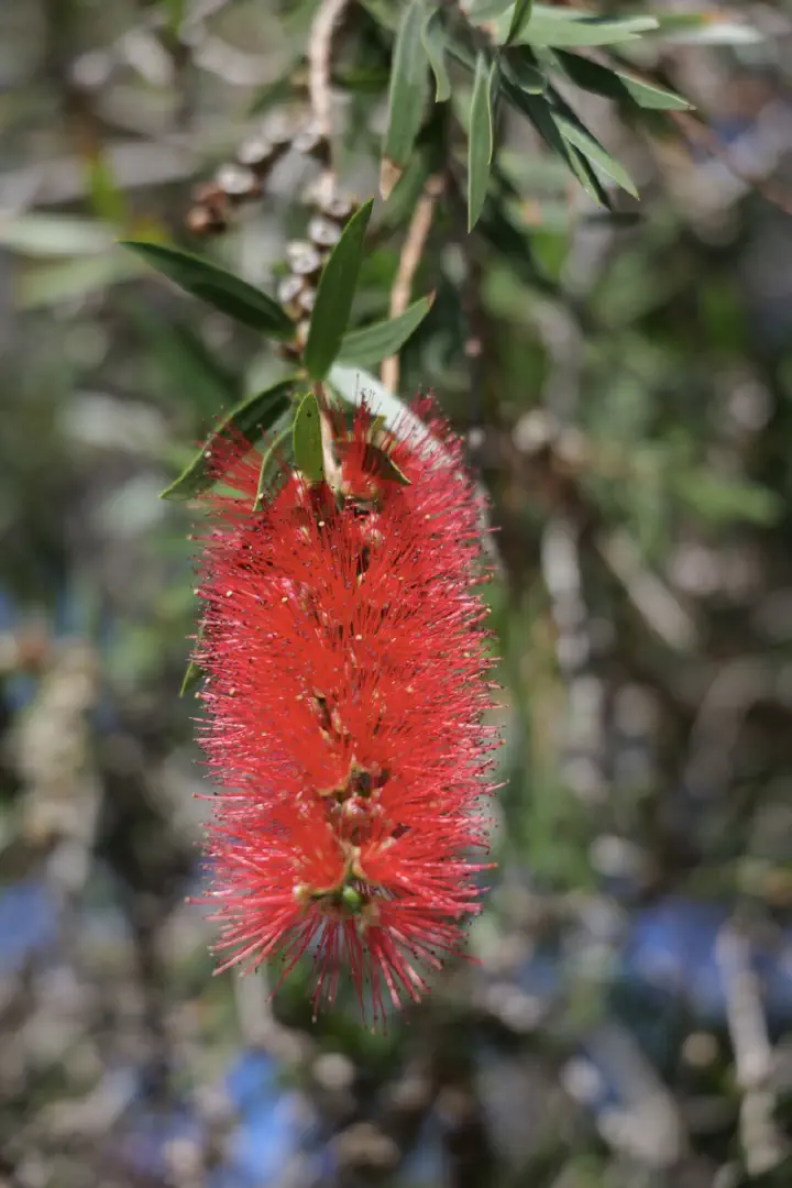 Albany, Australien - Photo 15