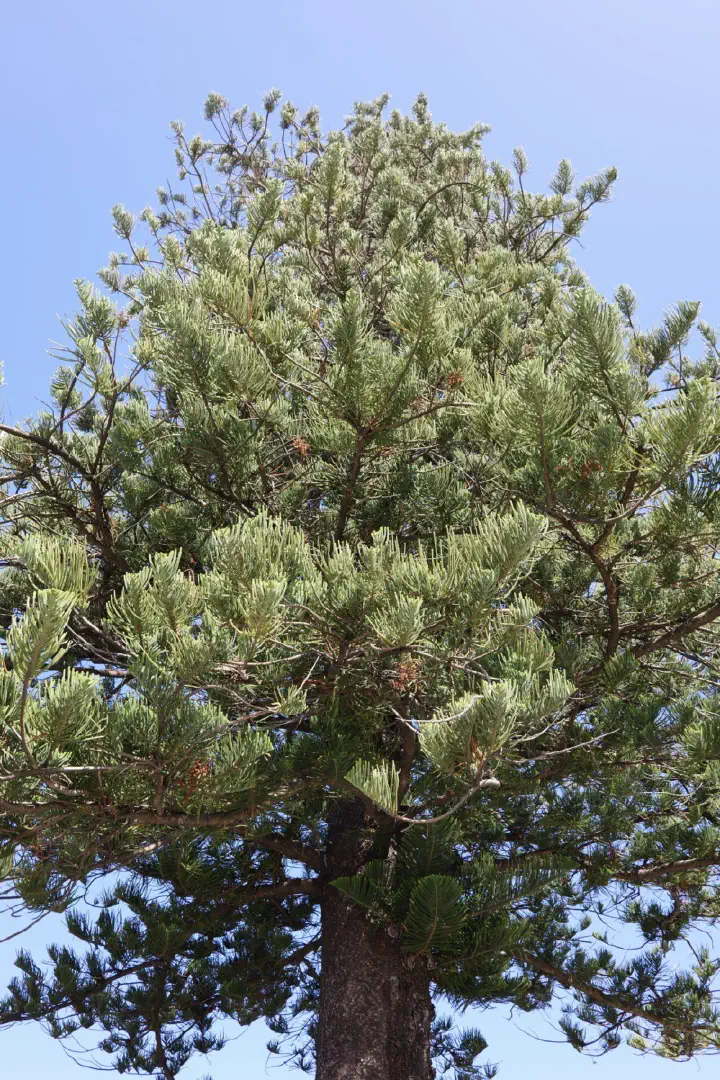 Albany, Australien - Photo 45