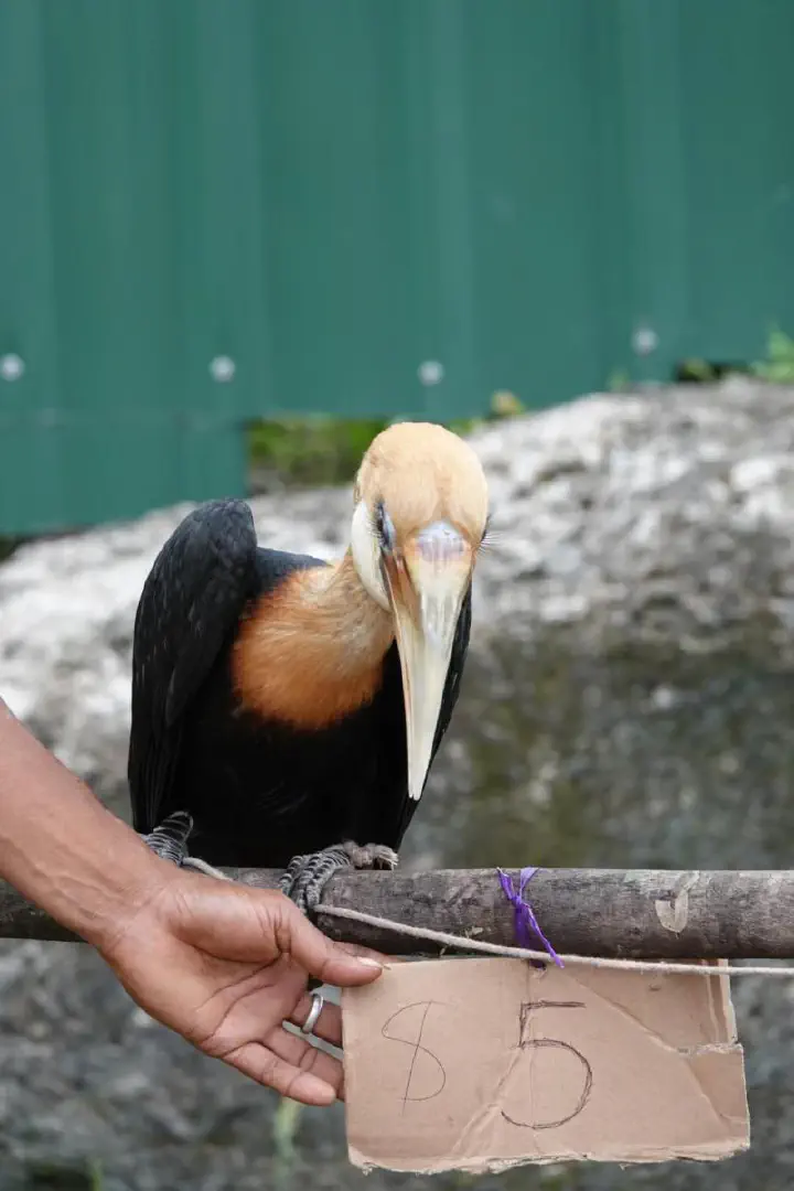 Alotau, Papua-Neuguinea - Photo 4