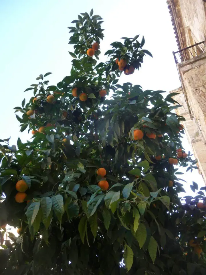 Andalusien, Spanien - Photo 22