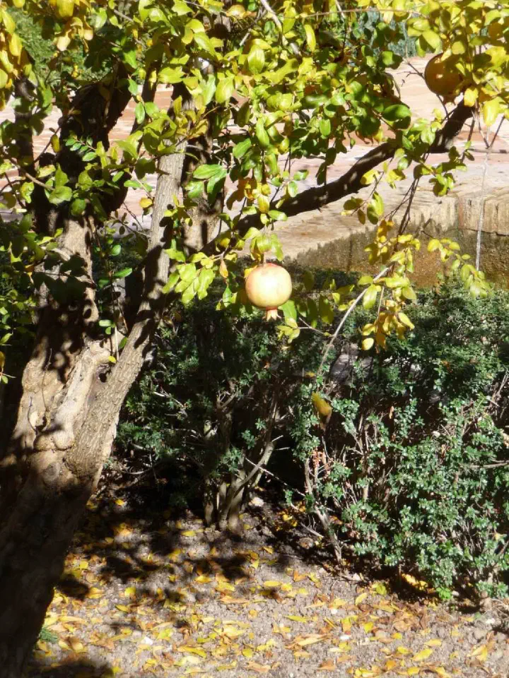 Andalusien, Spanien - Photo 9