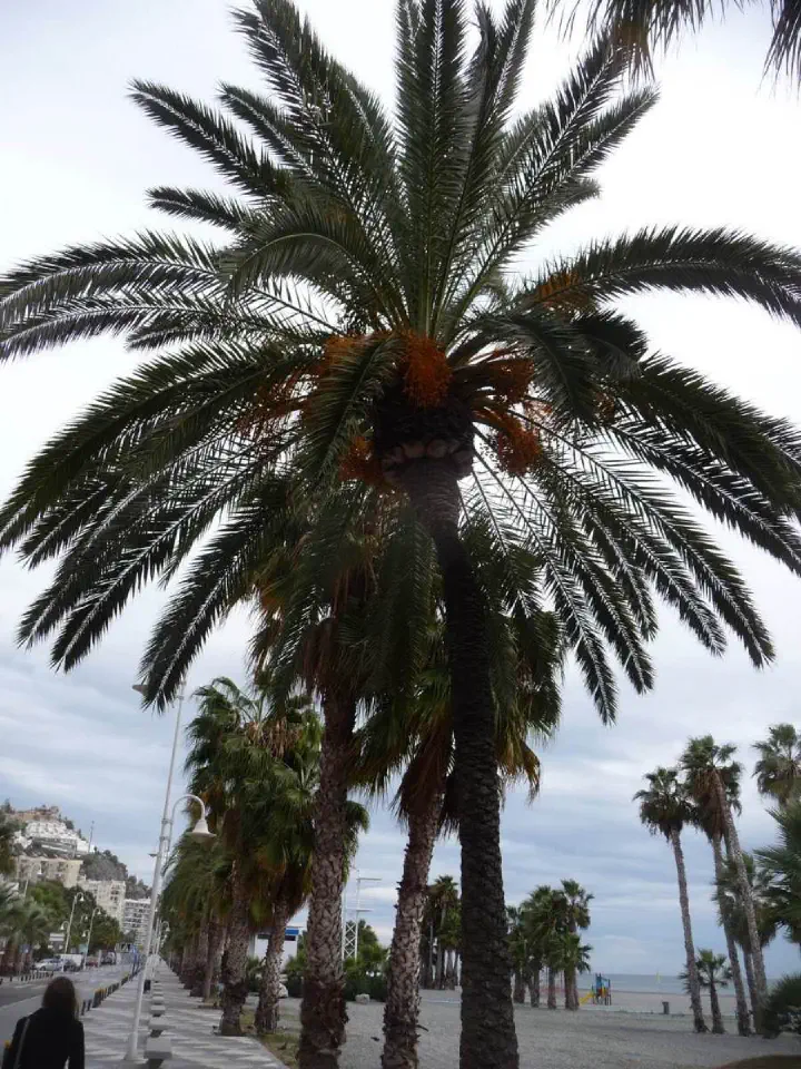 Andalusien, Spanien - Photo 12