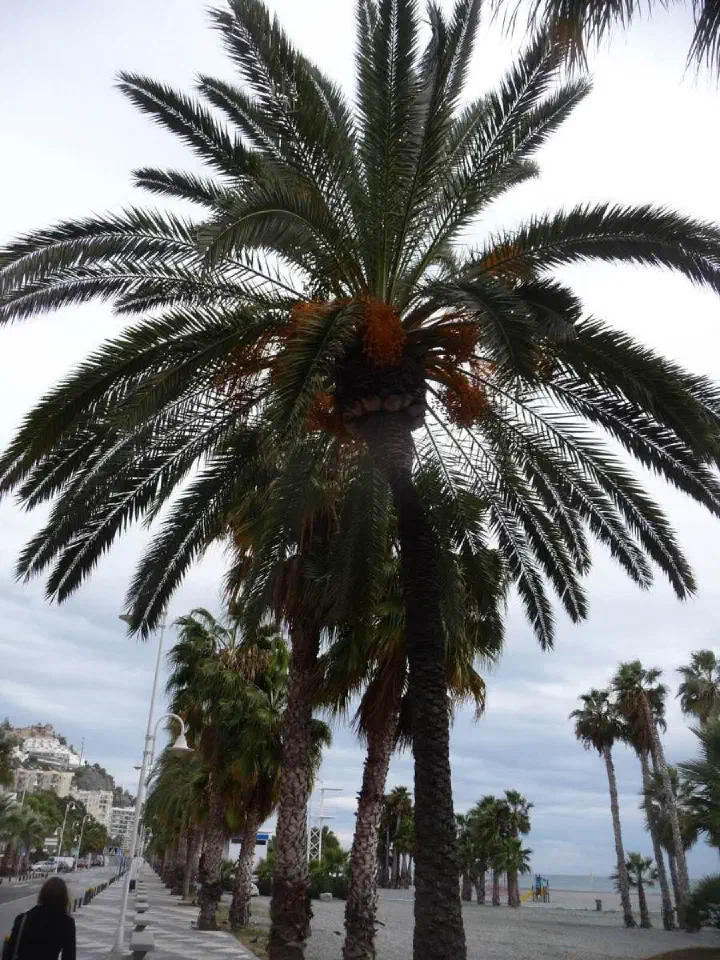 Andalusien, Spanien - Photo 12