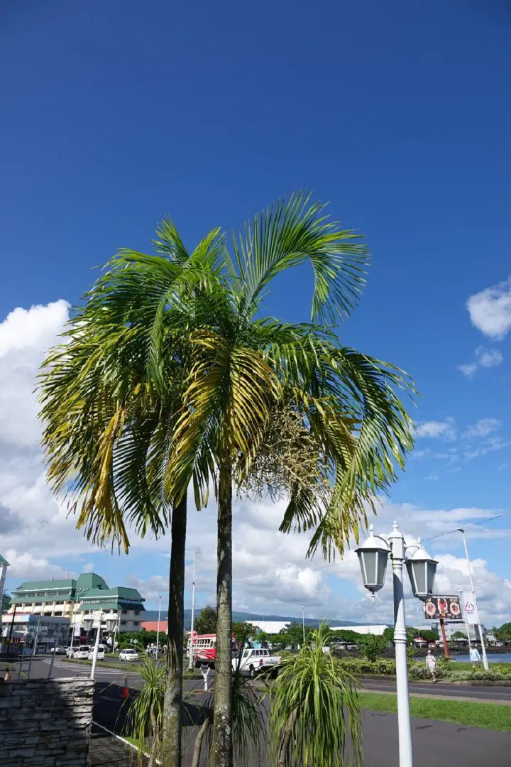 Apia, Samoa - Photo 7