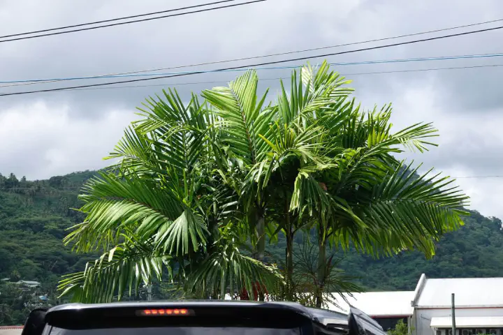 Apia, Samoa - Photo 26