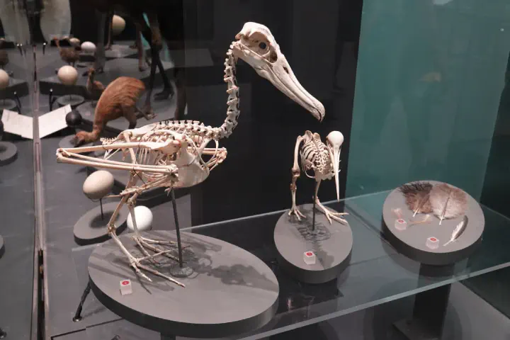 Auckland, Neuseeland - Photo 24