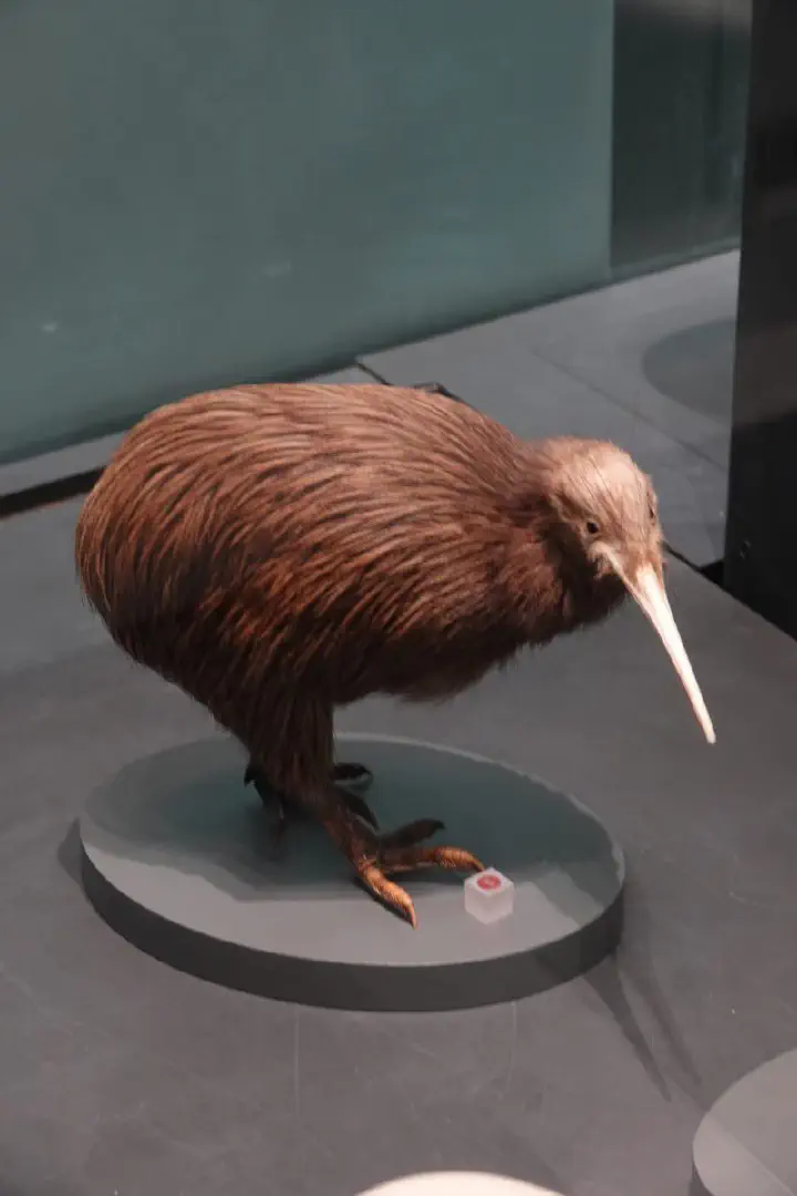 Auckland, Neuseeland - Photo 25