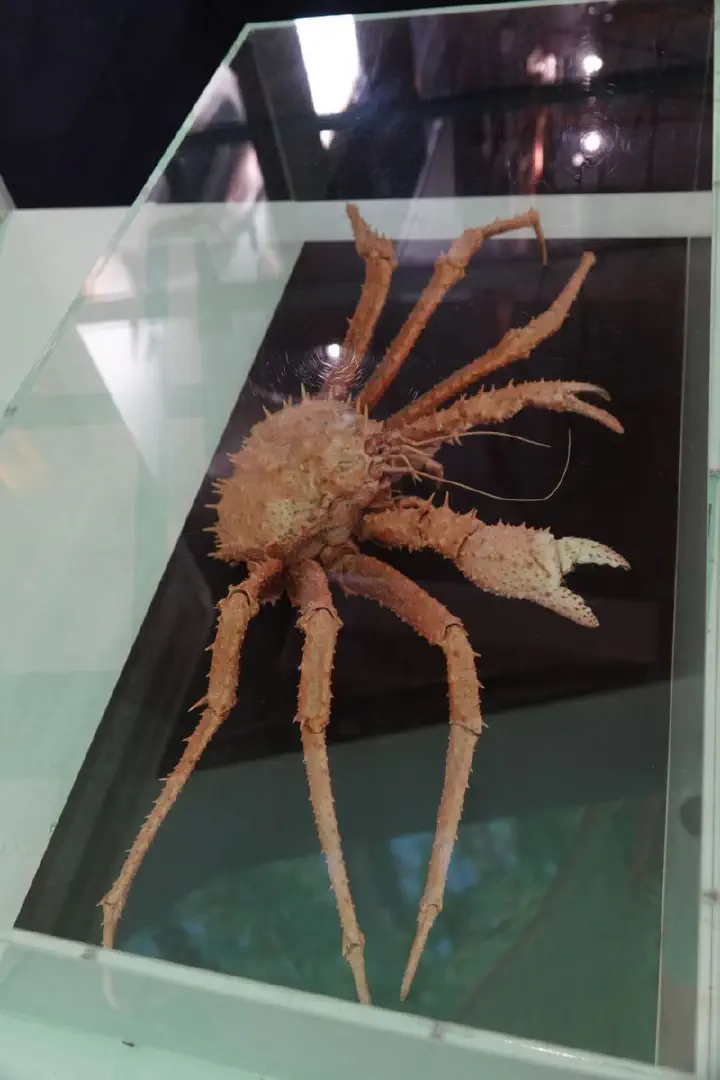 Auckland, Neuseeland - Photo 27