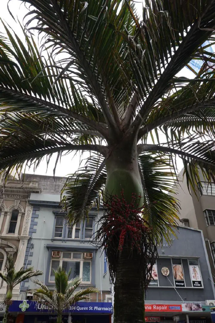 Auckland, Neuseeland - Photo 41