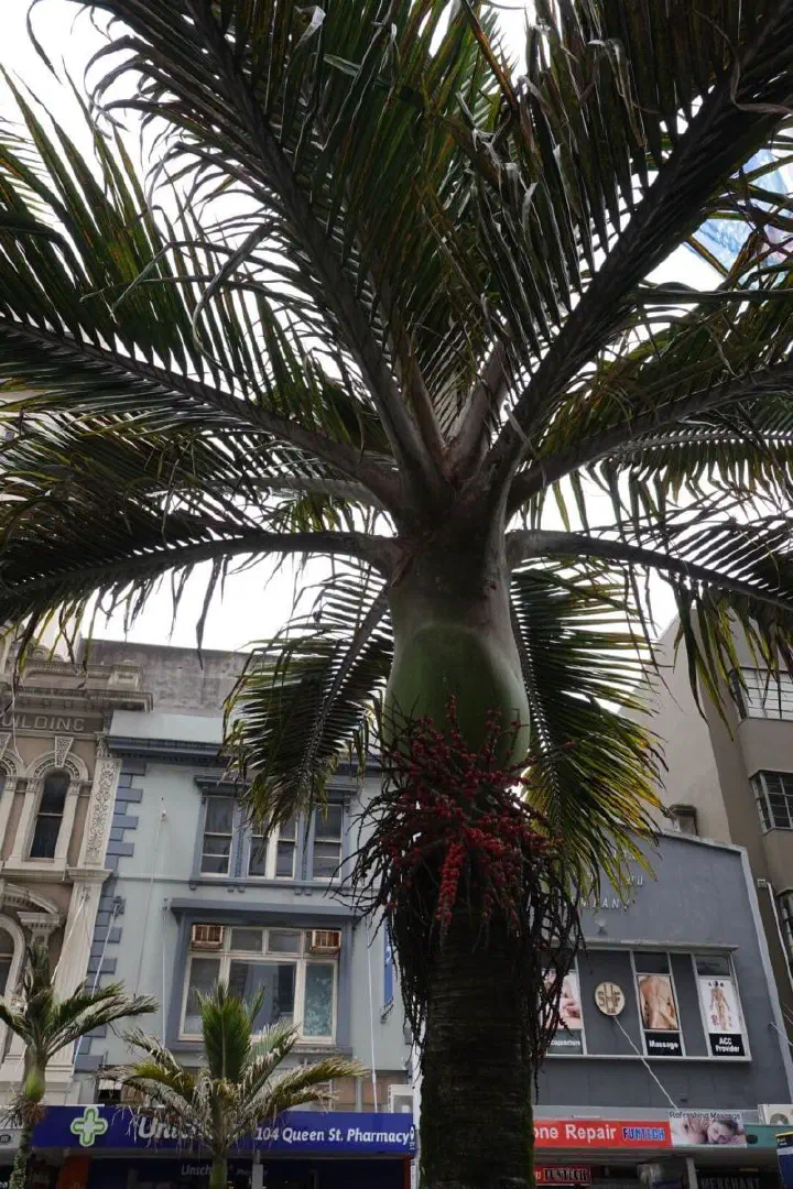 Auckland, Neuseeland - Photo 41