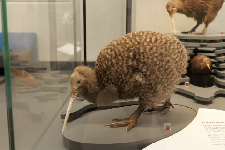 Auckland, Neuseeland - Photo 8