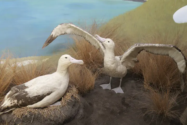 Auckland, Neuseeland - Photo 11