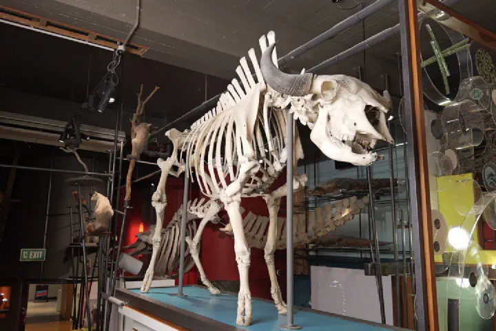 Auckland, Neuseeland - Photo 14