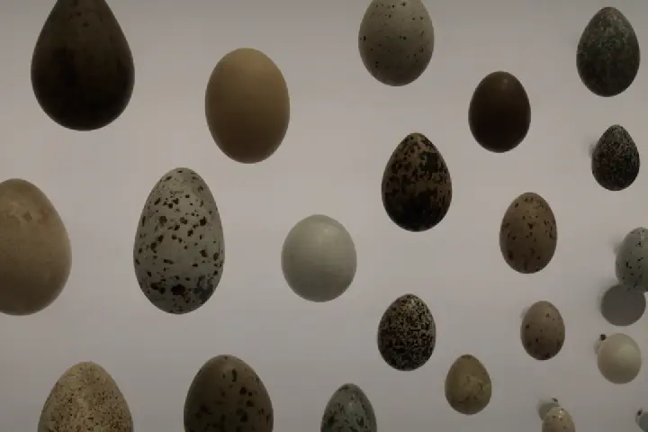 Auckland, Neuseeland - Photo 16