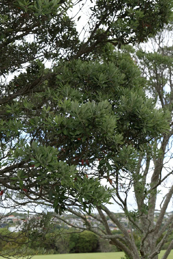 Auckland, Neuseeland - Photo 26