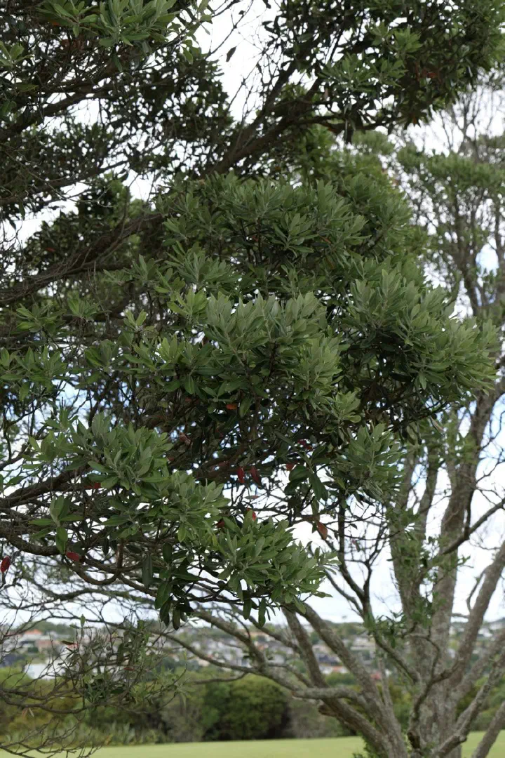 Auckland, Neuseeland - Photo 26