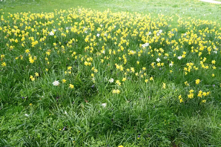 Baden-Baden, Deutschland - Photo 2