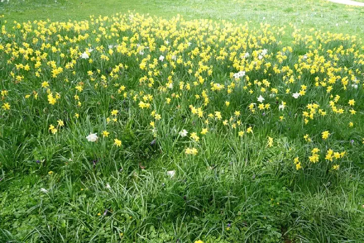 Baden-Baden, Deutschland - Photo 2