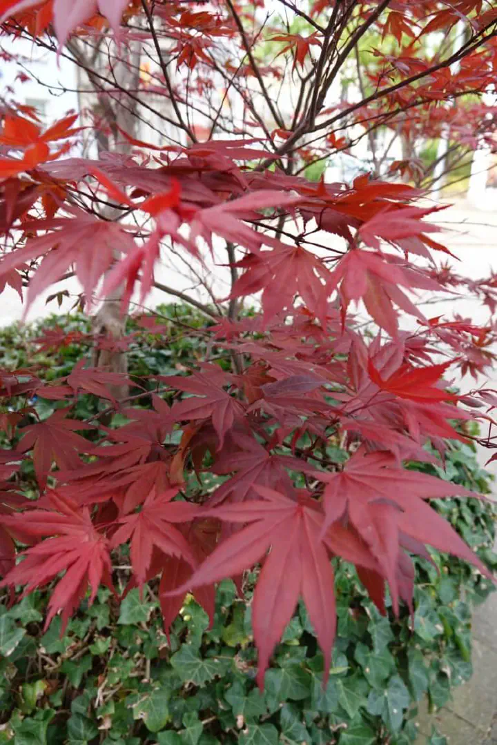 Baden-Baden, Deutschland - Photo 33