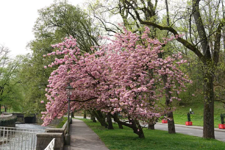 Baden-Baden, Deutschland - Photo 36