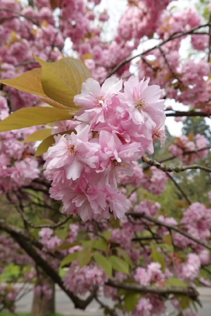 Baden-Baden, Deutschland - Photo 37