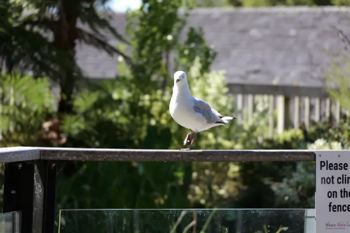 Bay of Islands, Neuseeland - Photo 32