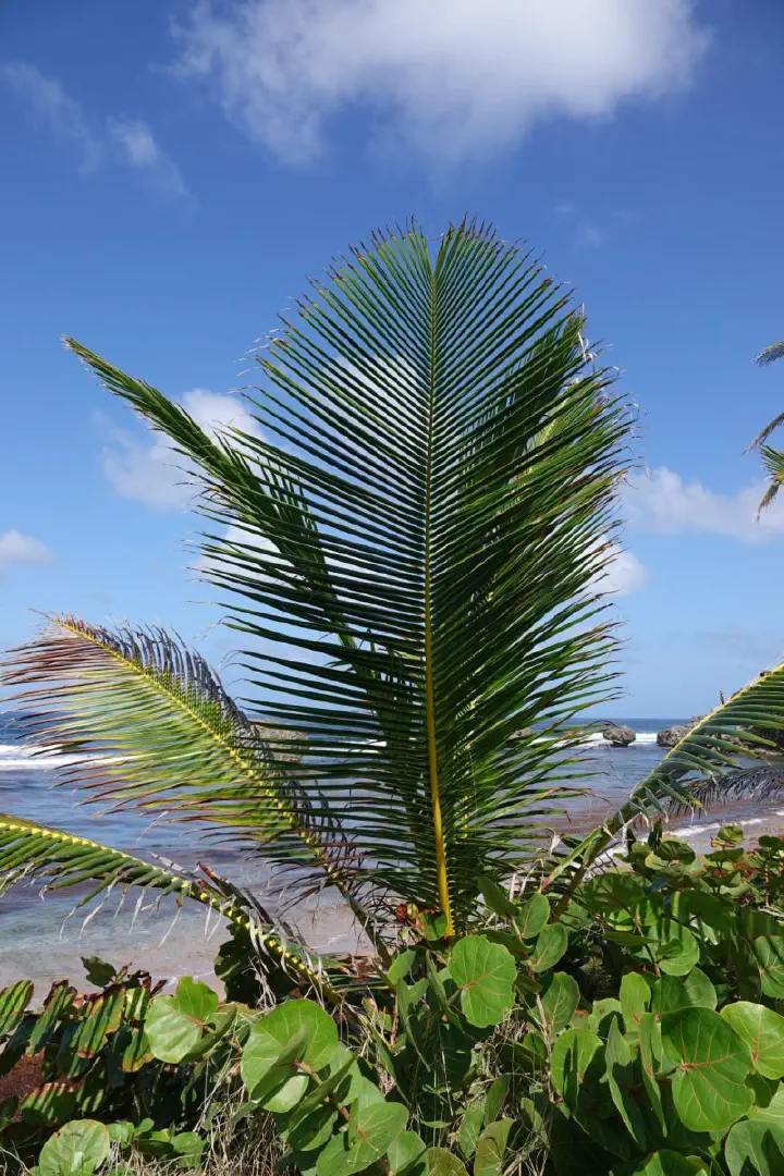 Bridgetown, Barbados - Photo 11