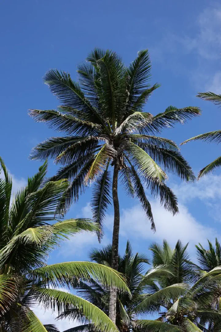 Bridgetown, Barbados - Photo 13