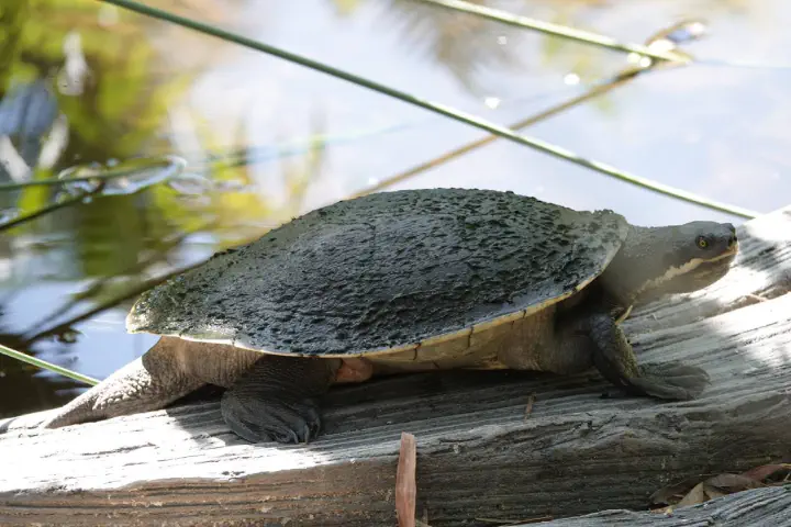 Brisbane, Australien - Photo 6