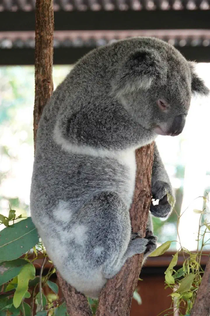 Brisbane, Australien - Photo 12