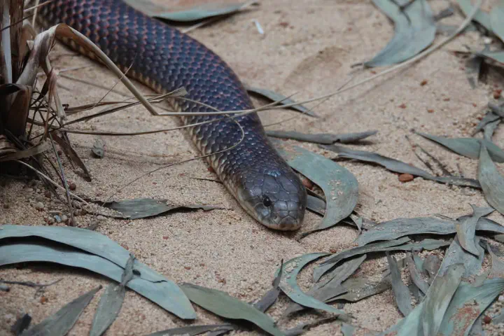 Brisbane, Australien - Photo 19