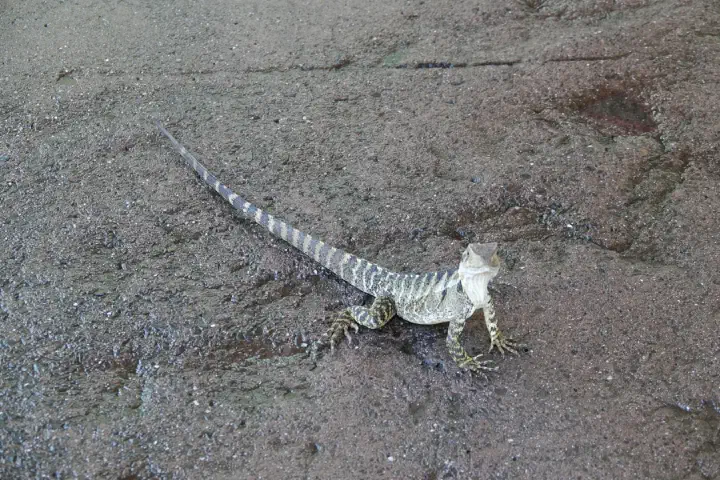 Brisbane, Australien - Photo 23