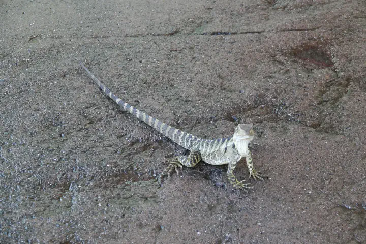 Brisbane, Australien - Photo 23