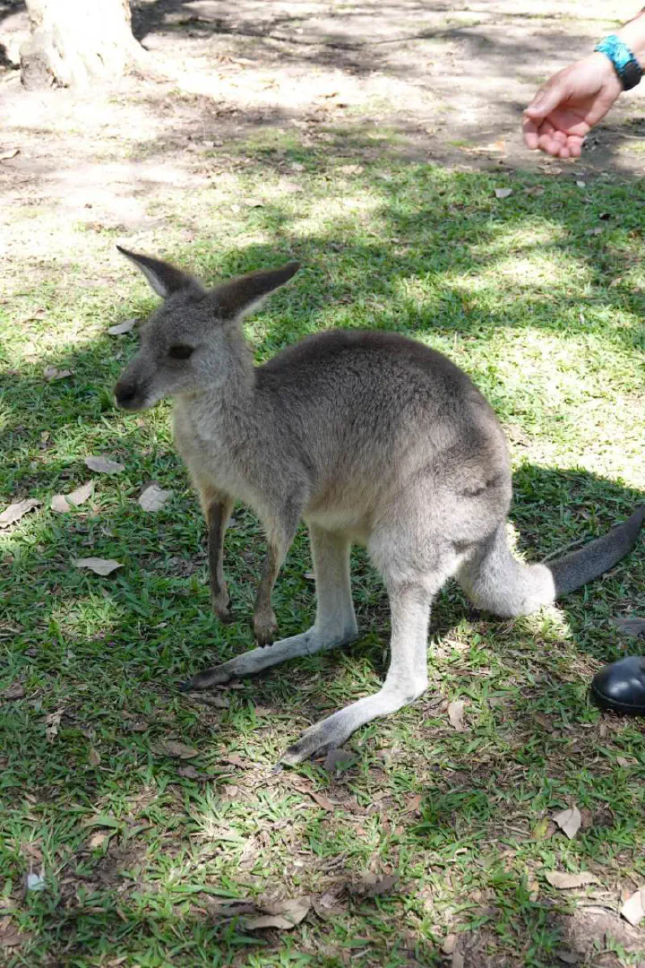 Brisbane, Australien - Photo 25