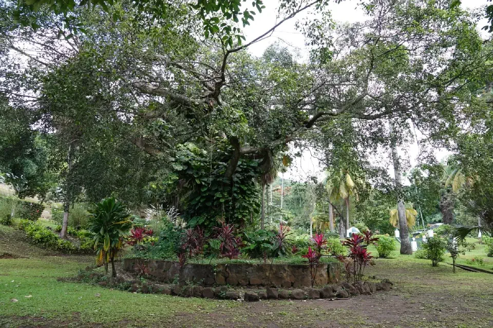 Ein Blick auf Bäume und Pflanzen im Botanischen Garten.