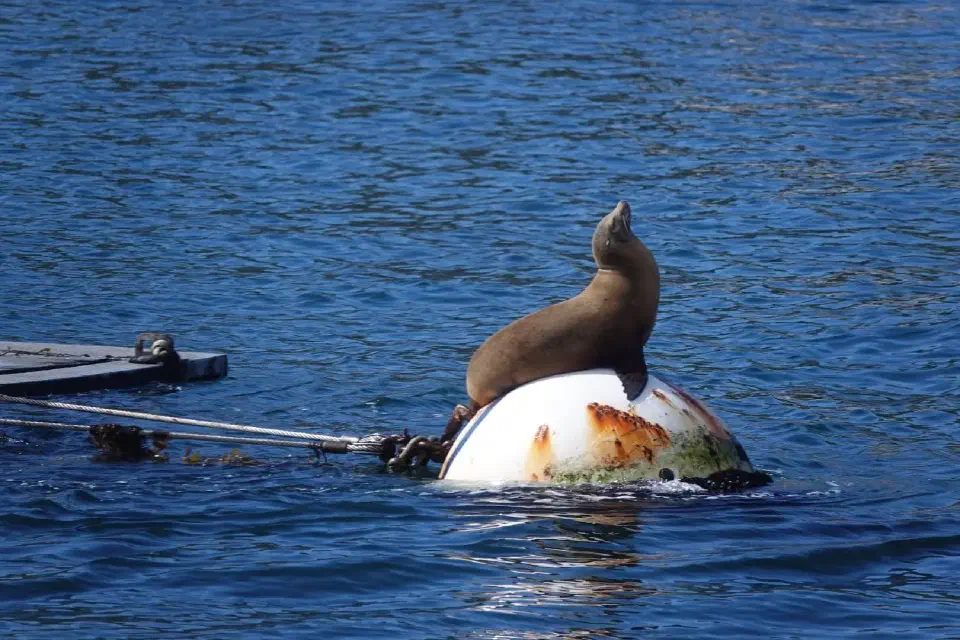 Ein Seelöwe im Hafen von San Diego.
