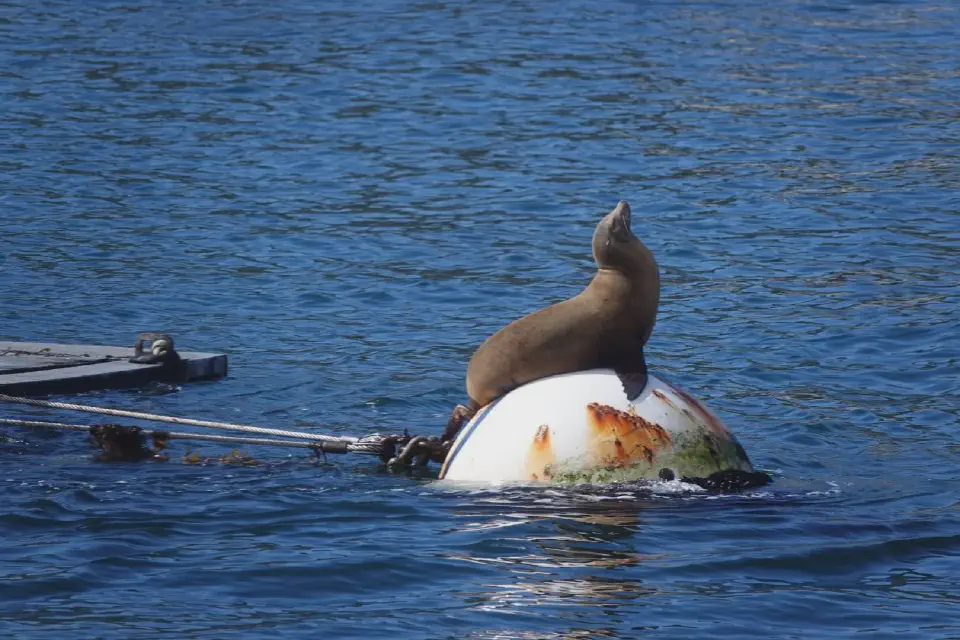 Ein Seelöwe im Hafen von San Diego.