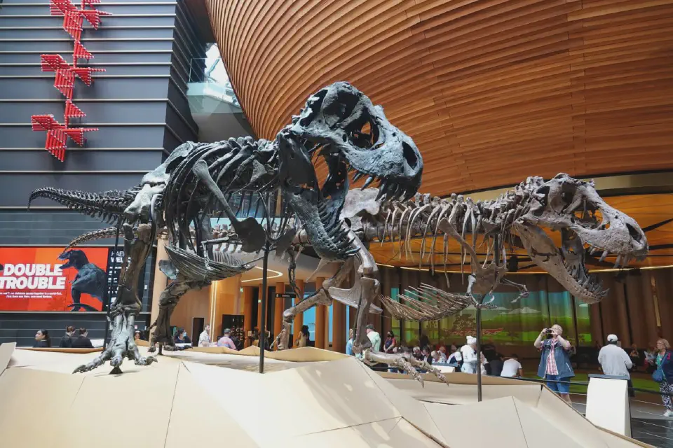 Das einzige Dinosaurier-Pärchen in einem Museum.