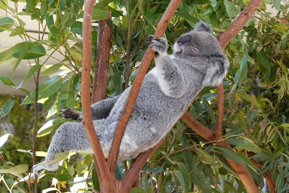 Ein Koala bei seiner Lieblingsbeschäftigung: Schlafen bzw. Dösen.